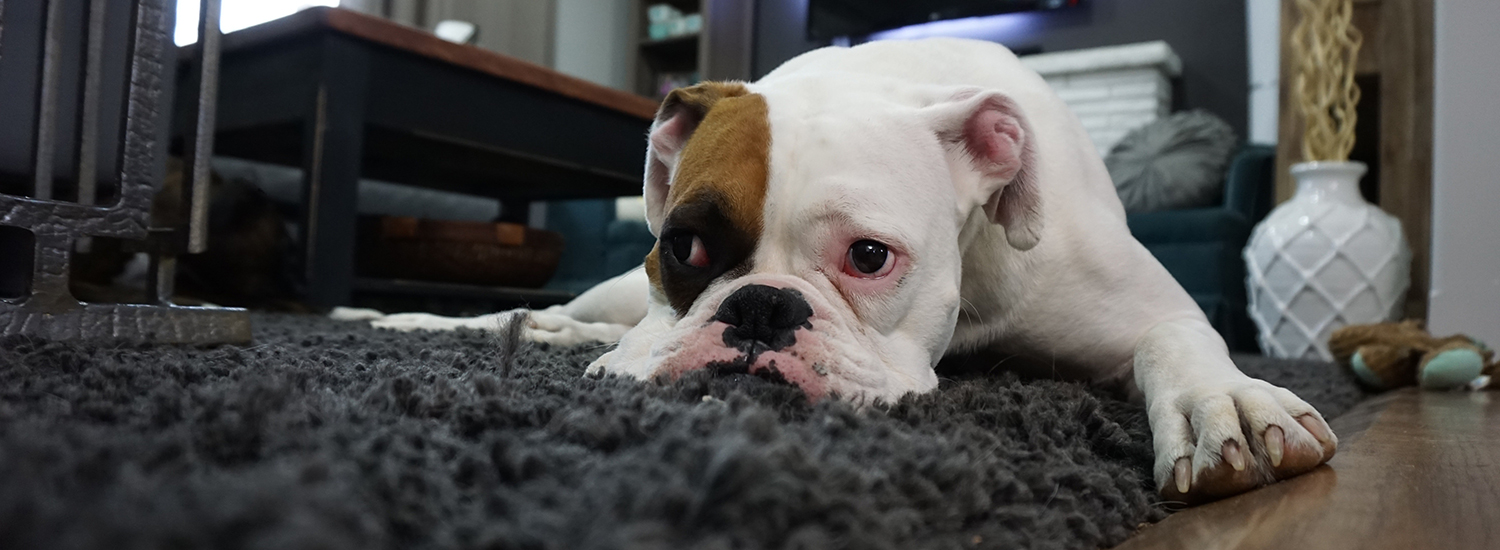 ProCare's rug cleaning process helps eliminate pet pee and pet odor.