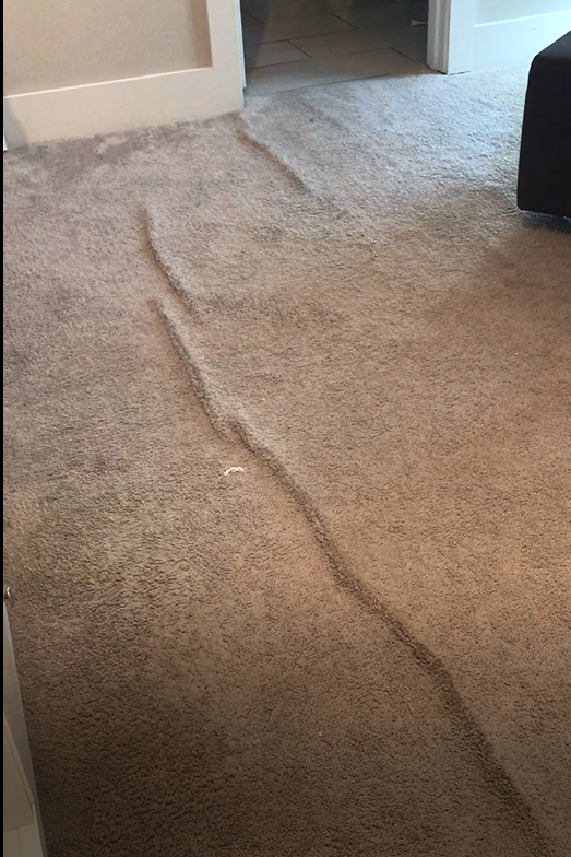 This beige bedroom carpet has severe, longterm rippling. This has let to permanent creases.  A re-stretching may not be able to fix the damage.