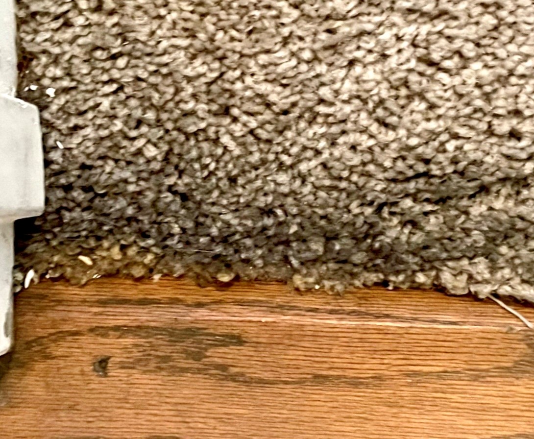 Close up of filtration soil on threshold carpet.