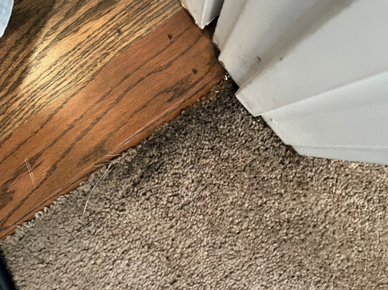 How to Tackle Those Black Lines (Filtration Soil) on Your Carpet. Pro