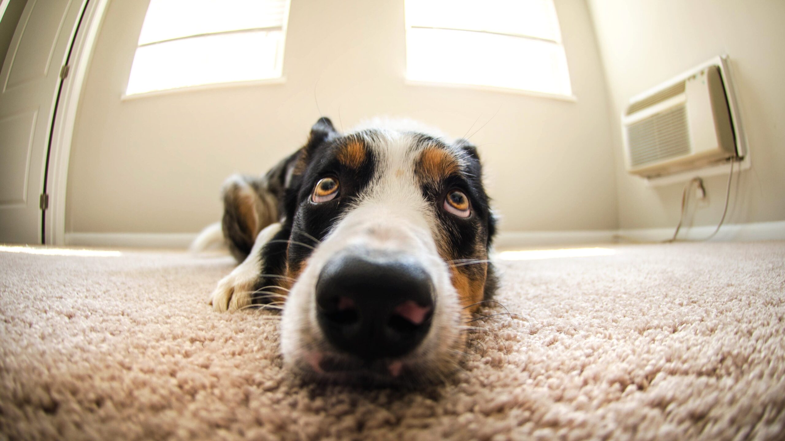 Guilty looking dog looks up from his place on the carpet.  He must realize he's the main reason his family has to pay to have their carpet cleaned.