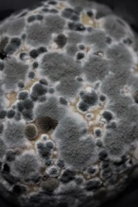 Closeup of mold growing on surface.