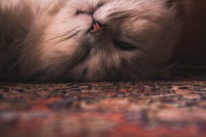 Cats are known to leave strong urine and marking scents on carpets and rugs.