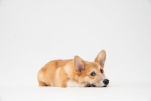 No pet likes to pee on the carpet. Take away the blame and shame with these pointers.