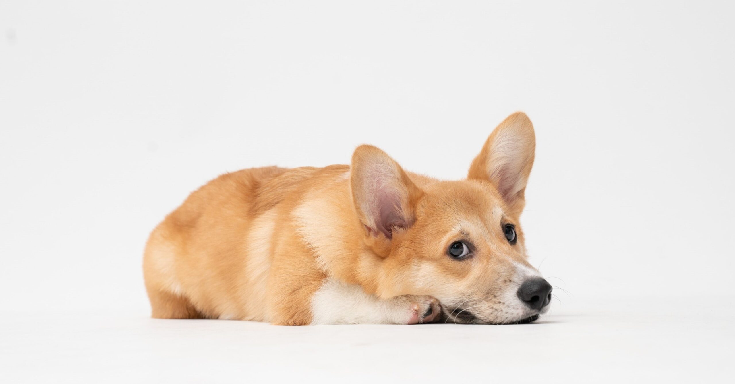 No pet likes to pee on the carpet. Remove their set-in urine stains from your carpet with 5 simple steps.