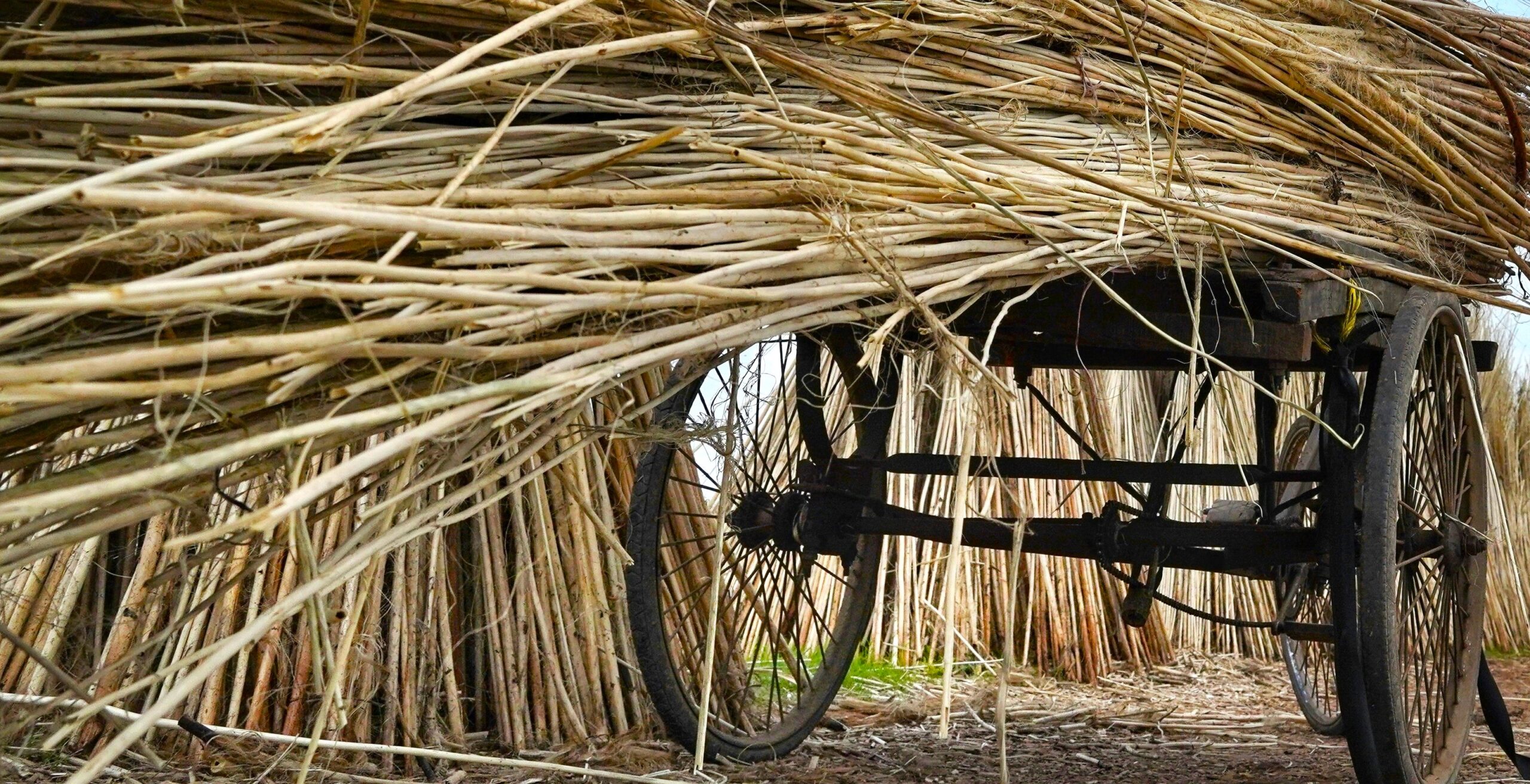 Living with Sisal and Jute Rugs the Pros and Cons ProCare